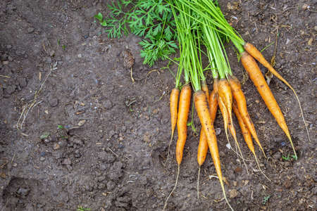 Ripe carrots harvest on the ground. space for copying text.