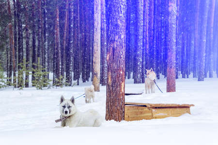 white dog Laika in winter on a chain in a heavy snowfall. Siberia taigaの写真素材