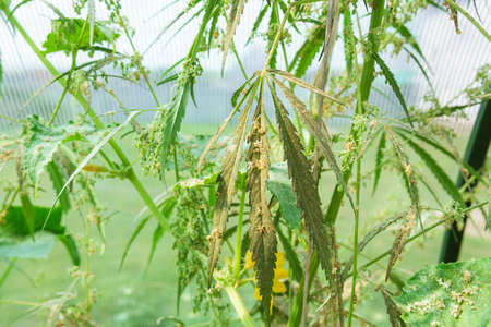 hemp plants in the fields before harvesting, picking a seed, close up. selective focusの写真素材