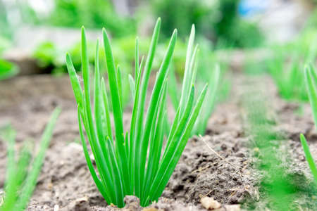 onion close-up. Green onions growing on a bed in the soil. growing vegetables on an organic farmの写真素材