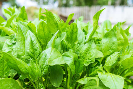 Spinach growing in garden. Fresh natural leaves of spinach growing Bio spanach.