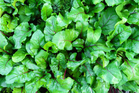 Organic gardening, Swiss chard in a vegetable garden, selective focus
