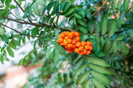 Rowan early autumn, the fruits of mountain ash. European Sorbus aucuparia on a tree branchの写真素材