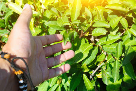 Green tea and fresh leaves in the tea plantations.