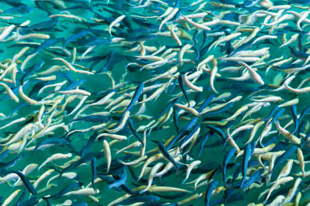 concept of fish farming. lot of trout splashing in the water while feeding. selective focus