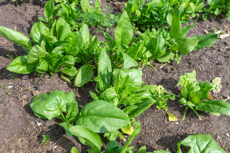Organic gardening, spinach in a vegetable garden, growing organic plants