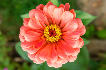 flowers Zinnia bloom in the garden. flower business. beautiful flower garden blooms in spring.の写真素材