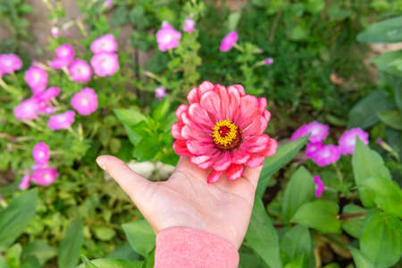 flowers Zinnia bloom in the garden. flower business. beautiful flower garden blooms in spring.の写真素材