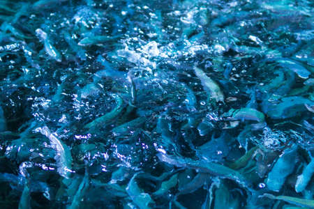 concept of fish farming. lot of trout splashing in the water while feeding. selective focus