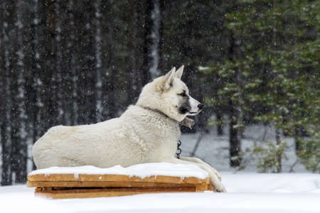 white dog Laika in winter on a chain in a heavy snowfall. Siberia taiga