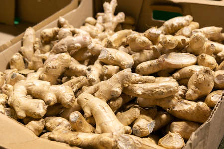 organic ginger stand out among many large background ginger in the market. Heap of ginger root.の写真素材