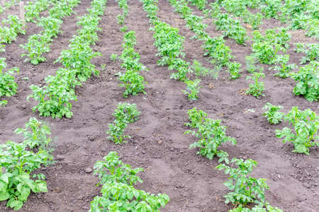 potato plantations grow in the field. agriculture, agriculture. growing vegetables, selective focus,...