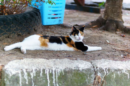 cat in summer on the warm ground. summer dayの写真素材