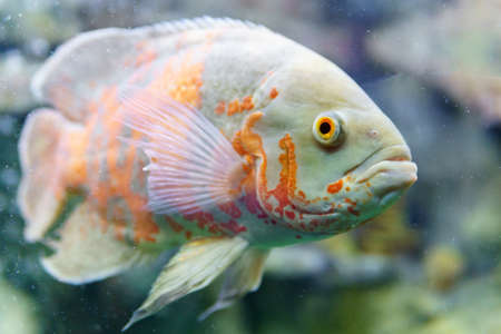 ocular astronotus or Oscar fish in an aquarium close-up. selective focus