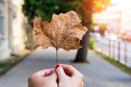 Hand holding dry maple leaves, autumn season, soft vintage effect color. Selective focus