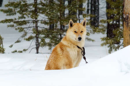 Dog Laika in the taiga in the forest in winter. heavy snow the dog is guarding the house