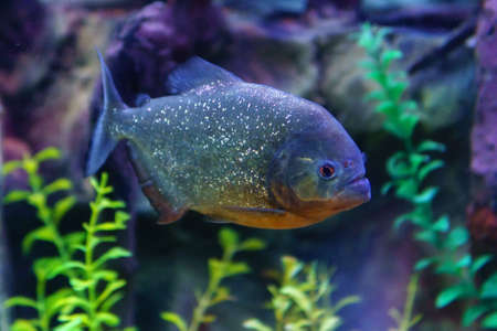 Red piranha in freshwater aquarium. Pygocentrus nattereri is freshwater fish in family...