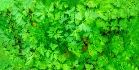 Parsley petroselinum parsley leaves green leaves. Parsley growing in the garden. Close-up. Garden.