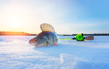 perch fish caught on a winter day, winter fishing, catch. space for copying textの写真素材