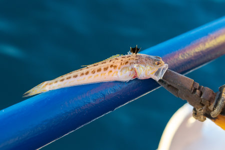 Sea dragon, or a large sea scorpion. Trachinus draco. The sea dragon is the most dangerous poisonous...