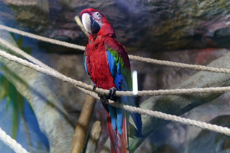 Red parrot Scarlet Macaw, Ara macao, bird sitting on the branch at the zoo. selective focusの写真素材