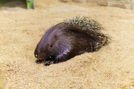 Crested Porcupine Erethizon Dorsatum, Hystrix africaeaustralis in a zoo