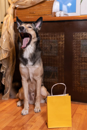 dog keeps the package at home. food delivery, text space, good boyの写真素材