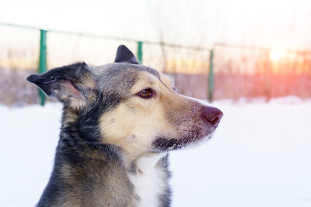 portrait a dog in close-up. mongrels or domestic mixedbreeddog outside in winter while walkingの写真素材