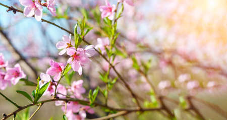 spring flowers.a tree of peach. Summer natural backdrop. Selective focus. Agricultural orchard gardenの写真素材