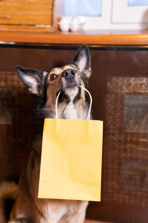 dog keeps the package at home. food delivery, text space, good boyの写真素材