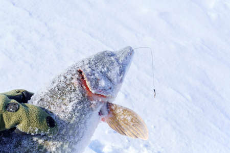 Big northern pike Esox lucius. winter fishing. Fishing trophy