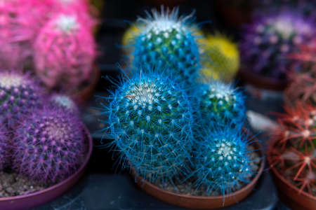 Echinocactus Gruson Echinocactus grusonii. Close-up. colorful cactiの写真素材