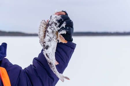 predator fish perch in the fisherman hand close up concept of fishing. selective focusの写真素材