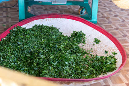 picking top green tea for making matcha green tea with tea plantationの写真素材