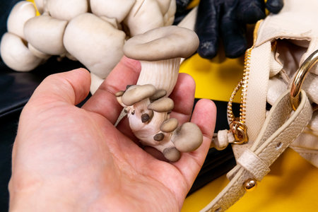 Products made of mycelium mushroom leather gloves bag, purse, jacket. Vegan skin made from mushroom. Top viewの写真素材