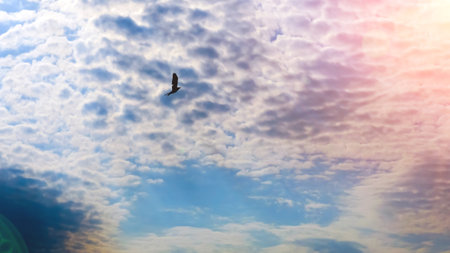 Clouds and Bird Silhouette. Abstract wildlife. Sunny day. Space for text