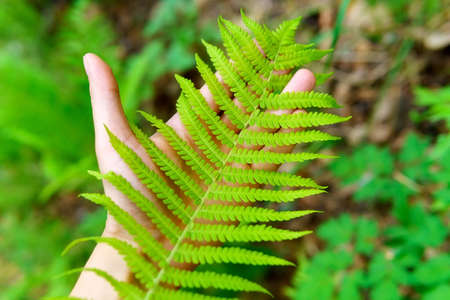 Man palm and green wet fern in dew. Forest, man and nature. Selective Focus