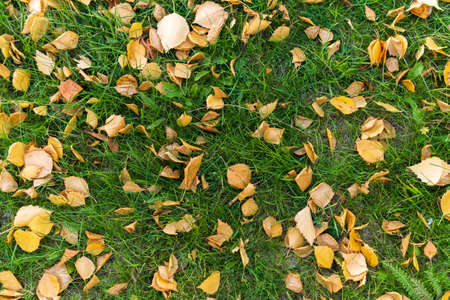 Fallen autumn leaves are ideal for seasonal use. Background texture