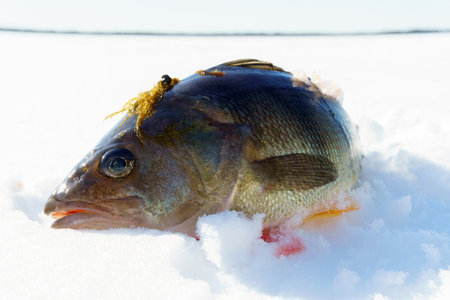 Perch fish close-up in the snow. fresh catch on ice fishingの写真素材