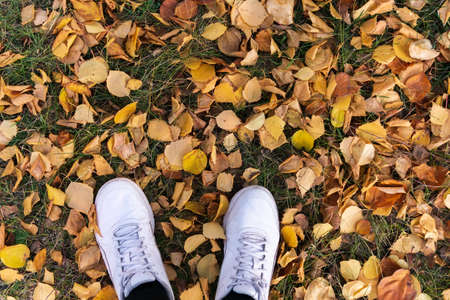 Top view of a man shoes on a layer of yellow autumn leaves fallen from the trees. autumn concept.の写真素材