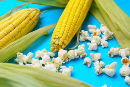 Popcorn raw organic yellow Corn on the Cob Ready to Eat. On blue background