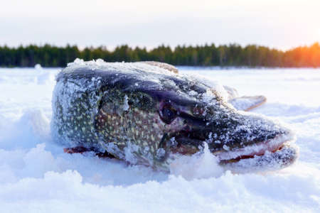 Big northern pike Esox lucius. winter fishing. Fishing trophyの写真素材