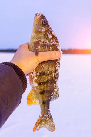 winter ice fishing, perch fishermans catch on ice. Vertical photoの写真素材