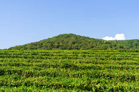 Green tea on a sunny day,tea plantation natural background.の写真素材