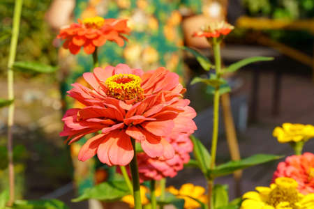 Zinnia red flower close up on soft green background. Selective focus.の写真素材
