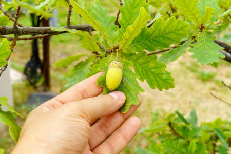 An oak branch with green leaves and acorns. Blurred background. Close-up.