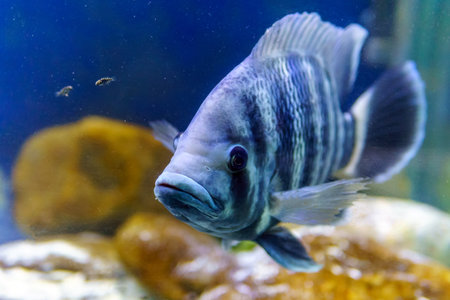 Nile tilapia fish is a species of tilapia. Commercially important as a food fish and is also farmed. Selective focusの写真素材