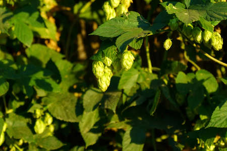 Hop in sunny day. Green fresh Hops plant growing. Selective focus. Making beer and bread