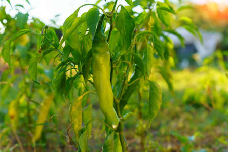 Green pepper harvesting, healthy, diet food. Organic eco vegetables harvest. Close up