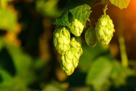 Fresh hop cones for making beer and bread close-up, agricultural background. Selective focus. Copy Spaceの写真素材